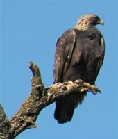 Golden Eagle at Lynch Canyon